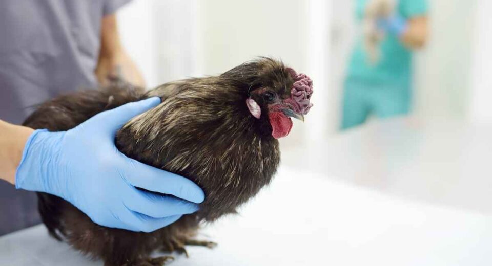 "Colibacillosis in poultry: Affected chicken showing clinical signs such as ruffled feathers, lethargy, and swollen abdomen. Common bacterial infection caused by Escherichia coli.