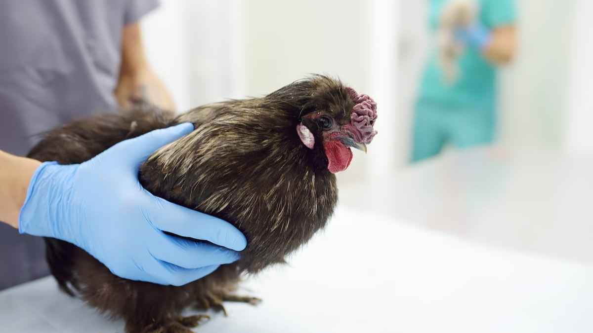 "Colibacillosis in poultry: Affected chicken showing clinical signs such as ruffled feathers, lethargy, and swollen abdomen. Common bacterial infection caused by Escherichia coli.