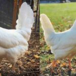 Leghorn Chicken: A hardy and productive breed known for its excellent egg-laying ability and active nature, ideal for farms