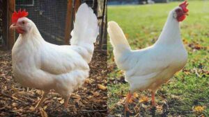 Leghorn Chicken: A hardy and productive breed known for its excellent egg-laying ability and active nature, ideal for farms