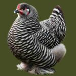 Physical Characteristics of Plymouth Rock Chickens